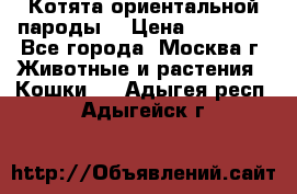 Котята ориентальной пароды  › Цена ­ 12 000 - Все города, Москва г. Животные и растения » Кошки   . Адыгея респ.,Адыгейск г.
